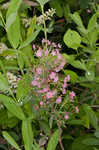 Carolina laurel